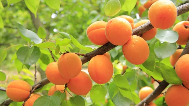 apricot-tree