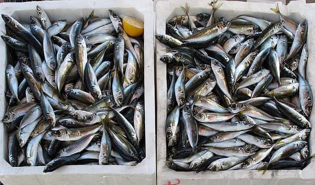 aquaculture-in-sustainable-farming