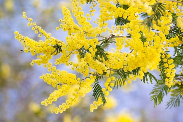 acacia