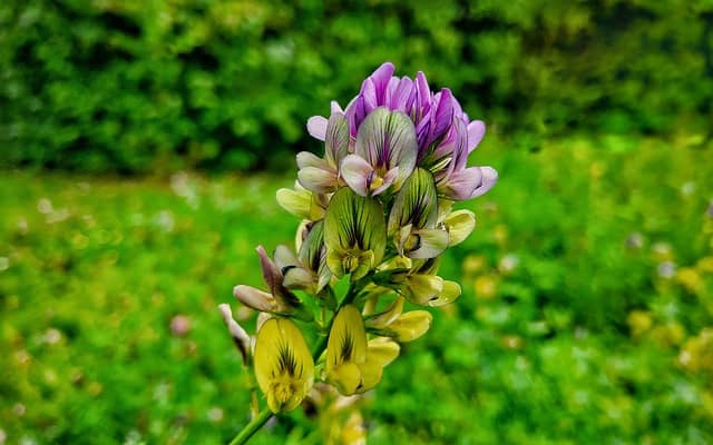 alfalfa-flower