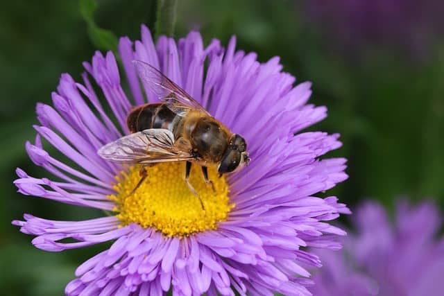 aster-flower