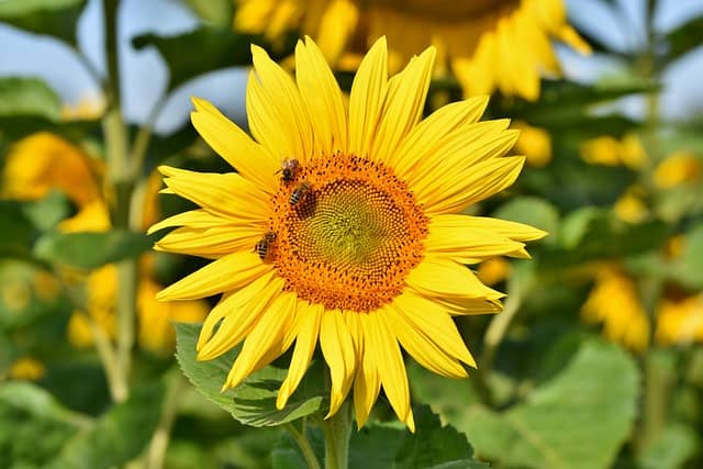 bees-on-sunflower