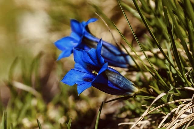 closed-gentian-flower