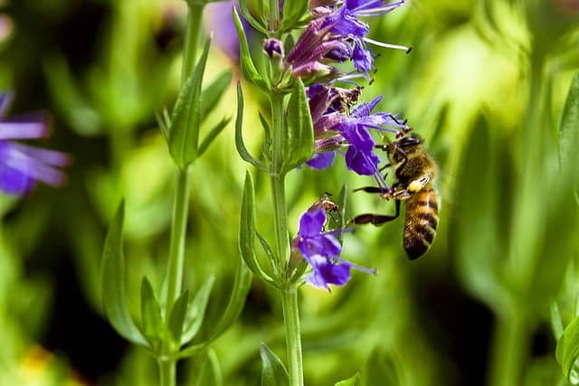 hyssop-flower