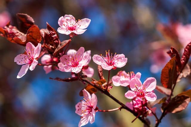 plum-blossoms