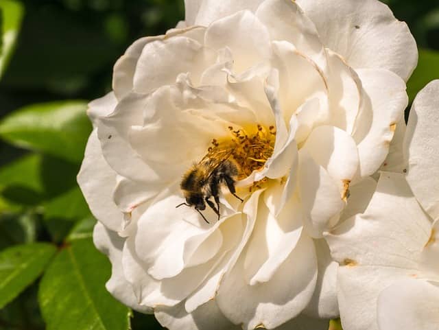 bee-on-rose-flower