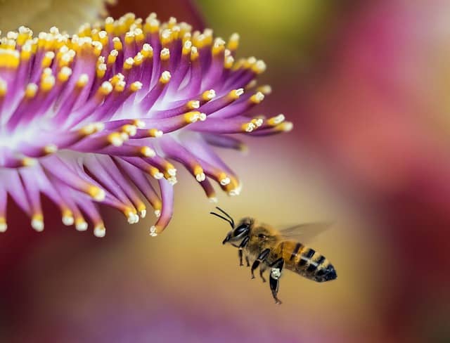 Why are Bees Important for us? - Smart Farming - Future of Agriculture