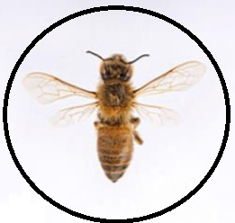 apis-mellifera-honey-bee